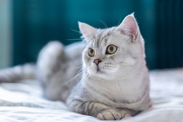 Young cute cat resting on white blanket on bed. The British Shorthair pedigree tabby kitten with blue gray fur