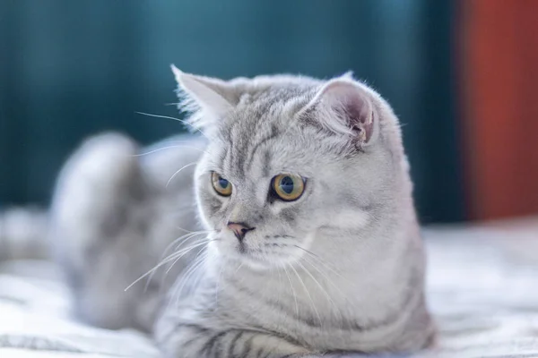 Retrato Gato Com Olhos Alaranjados Brilhantes Raça Abreviatura Britânica Cor — Fotografia de Stock