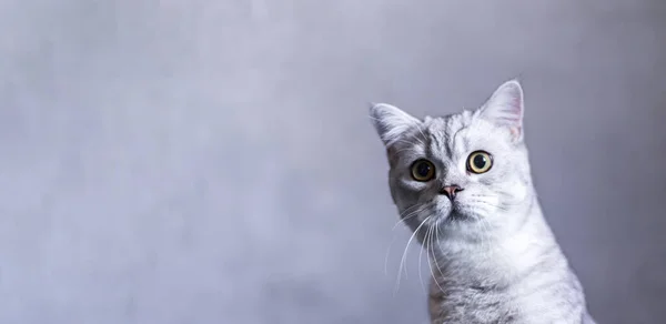 Симпатичная Британская Короткошерстная Кошка Сером Фоне Красивый Котенок Копирайтом Баннер — стоковое фото