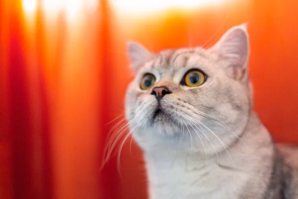 Смешной Британский Короткометражный Портрет Кошки Выглядит Шокированным Удивленным Оранжевом Фоне — стоковое фото