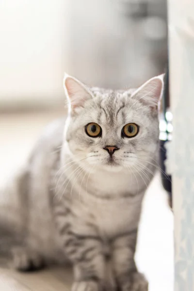 带着好奇的胖胖的猫 美丽毛茸茸的灰色小猫的肖像 动物宝宝 大眼睛的小猫坐在白色的格子花上 从墙后偷窥着房间外面 — 图库照片