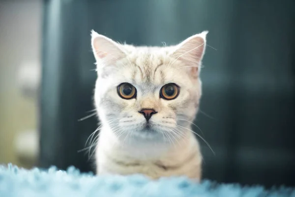 Смешной Британский Короткометражный Портрет Кошки Выглядит Шокированным Удивленным Зеленом Фоне — стоковое фото