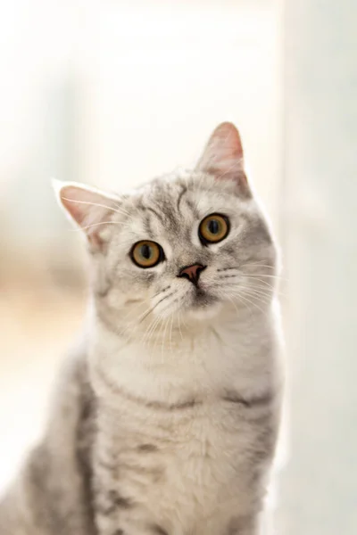 Retrato Lindo Rayas Gris Británico Gatito Con Grandes Ojos Acostado —  Fotos de Stock