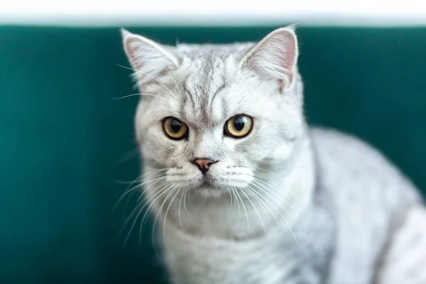 Hermoso Gato Femenino Británico Gris Azul Envejecido Meses Con Ojos — Foto de Stock