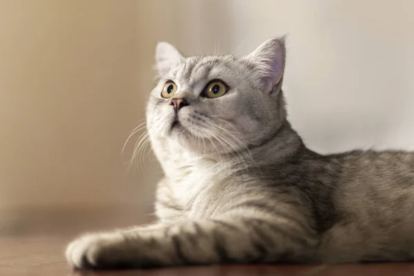 Blue Tabby British Shorthair Gato Con Ojos Anaranjados Gato Gris —  Fotos de Stock