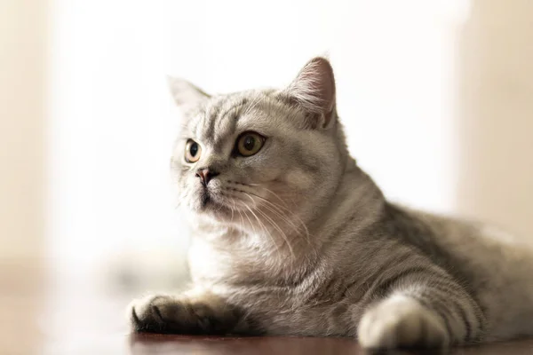 Blue tabby British Shorthair cat with orange eyes, grey cat relaxing on the floor of the house, handsome young cat posing and looking sideways