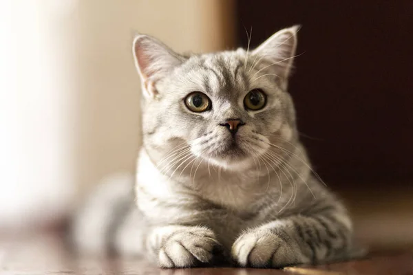 蓝色的胖胖的英国山猫 长着橙色的眼睛 灰色的猫悠闲地躺在房子的地板上 年轻漂亮的猫摆姿势 侧视着 — 图库照片