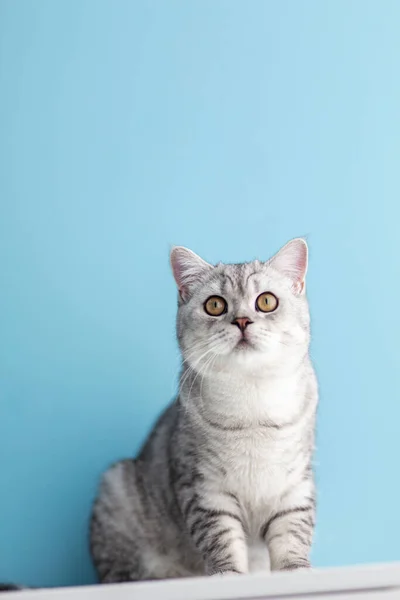 参考译文 一只6个月大的英国蓝色短毛猫的肖像 看着摄像机 震惊或惊奇地发现了一间带有复印机的浅蓝色房间 — 图库照片