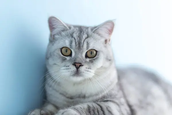 Закрыть Симпатичную Белую Британскую Кошку Ищущую Камере Копирайт Голубом Широком — стоковое фото