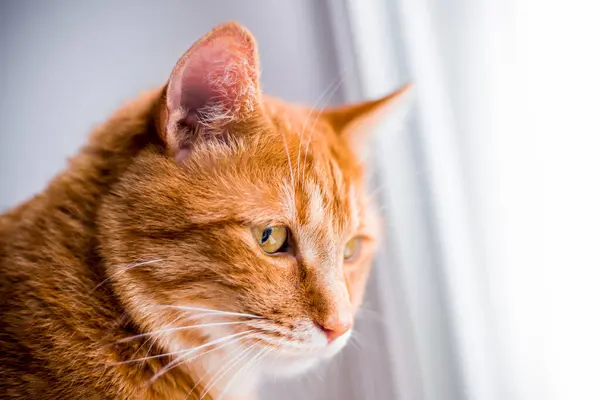 Kızıl Bir Kedinin Portresi Beyaz Arka Plana Karşı Sarı Gözler — Stok fotoğraf