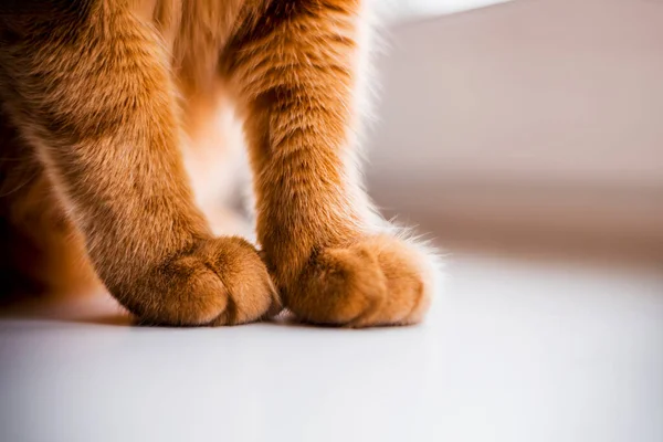 Evcil hayvan pankartı, kedi bakımı. Kırmızı bir kedinin patisi ışık arka planında. Hayvanlar için reklam afişi konsepti. Minimalizm. Pankart için resim, metin için yer