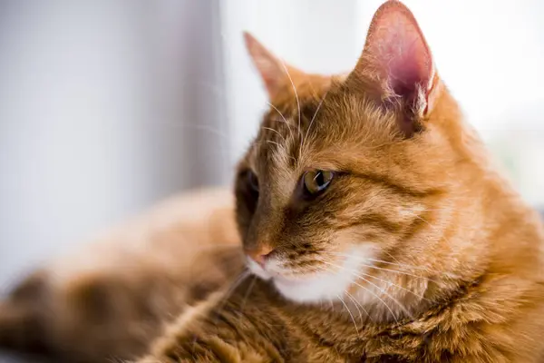 Cute Ginger Tabby Cat Laying Windowsill Looking Out Waiting Something — Stock Photo, Image