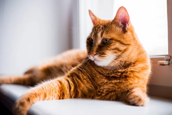 一只可爱的姜饼猫躺在窗台上 向外张望 等待着什么 毛绒绒的宠物看起来和放松 — 图库照片