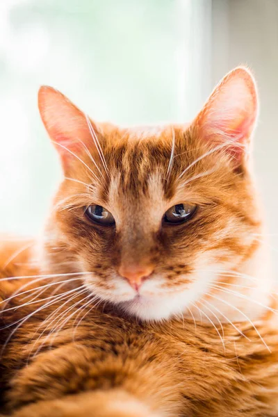一只黄眼睛紧闭在白色背景下的生姜猫的头像 — 图库照片