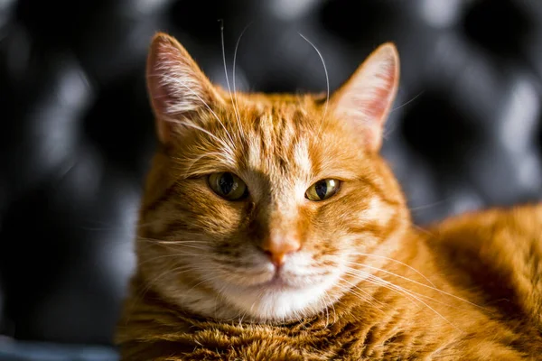 Красива Червона Кішка Крупним Планом Імбир Смішний Кіт Дивиться Камеру — стокове фото