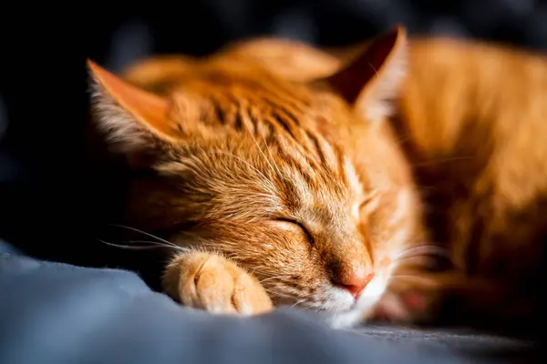 Portrait of a red pedigreed cat sleeping with his paw stretched forward on a black duvet, side view close-up with a blurred background. The concept cat life, at home, lifestyle, sleeping cat