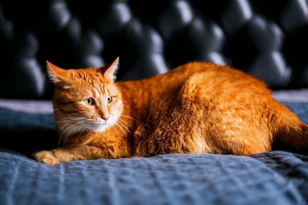red cat looks away with interest and laying on black bed in home and relax, sleeping. ginger fat domestic kitten well-fe