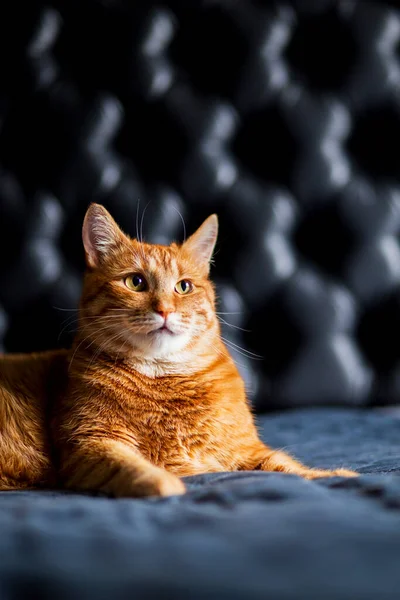 Siyah Arkaplanda Ginger Cat Sevimli Portresi Profil Görüntüsü Yatakta Yatan — Stok fotoğraf