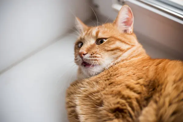 Piękny Domowy Kot Pomarańczowe Paski Leżący Dziwnych Dziwnych Zabawnych Pozycjach — Zdjęcie stockowe