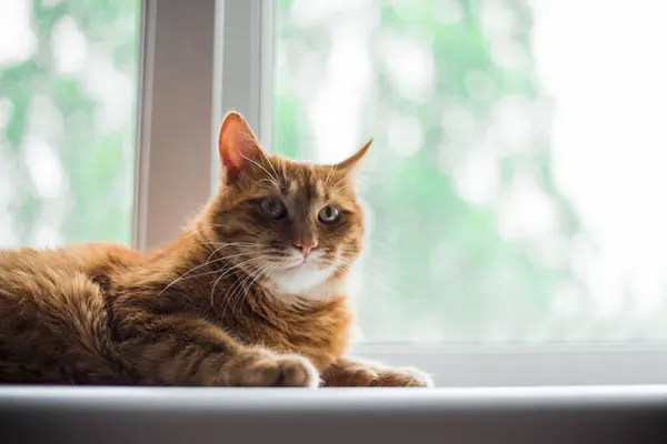 Portrait of a dozing ginger cat in close-up. A pretty orange cat is lying and resting on the windowsill. A calm Ginger cat relaxes in the morning on the windowsill of the house. A pet enjoys the sun