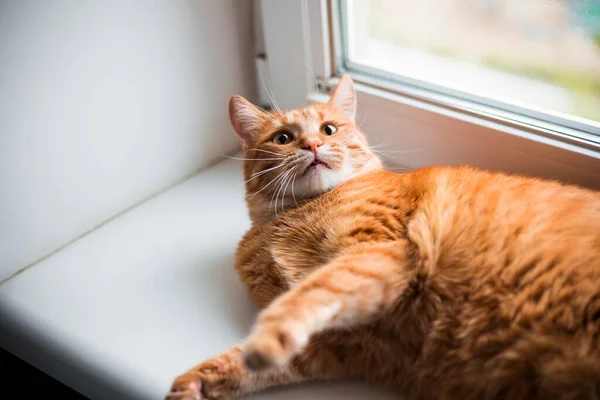 Portrait of a dozing ginger cat in close-up. A pretty orange cat is lying and resting on the windowsill. A calm Ginger cat relaxes in the morning on the windowsill of the house. A pet enjoys the sun