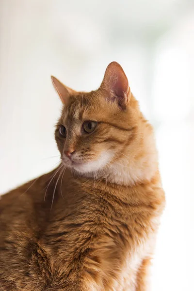Red Striped Young Domestic Cat Sits Windowsill Pets Selective Focus — Stock Photo, Image