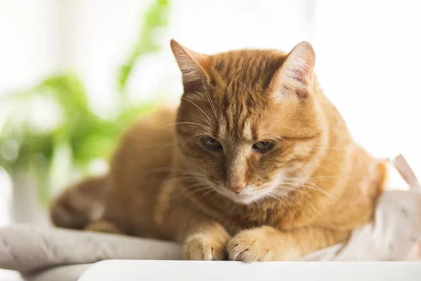 Pencere Pervazında Ilginç Bir Kızıl Kedi Yüzünde Komik Bir Ifade — Stok fotoğraf