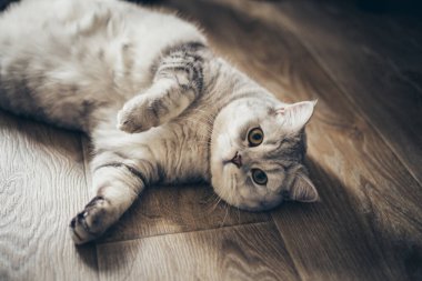 Güzel bir evcil kedi açık mavi bir odada dinleniyor. Sarı gözlü gri bir Shorthair kedisi kameraya bakıyor.