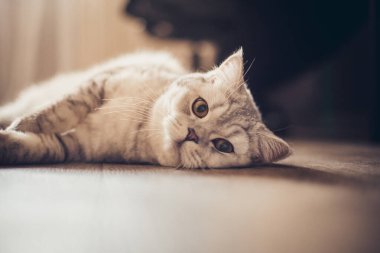Mavi tekir İngiliz Shorthair kedisi turuncu gözlü, gri kedi evin ahşap zemininde dinleniyor, yakışıklı genç kedi kamerada poz veriyor ve bakıyor