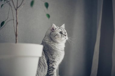 Güzel gri tekir kedi beyaz masada, saksısı olan, İngiliz Shorthair kedisi, tapılası ve komik