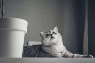 Gri arka plandaki gri İngiliz tekir kedisi, telif uzayına bak. Hayvan portresi. Pankart ve reklam konsepti