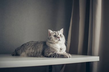 Gri arka planda komik İngiliz tekir kedi portresi. Gri renkli, kabarık kürklü, kopyalama alanı olan. Pankart ve reklam