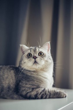 Evdeki beyaz masada oturan büyük gözlü şirin çizgili gri İngiliz kedi yavrusu. Kedi kameraya bakıyor. Komik sevimli kedi evcil hayvan kavramı