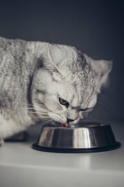 Güzel gri İngiliz kedisi metal bir kâsede yemek yiyor. Sevimli evcil hayvan.