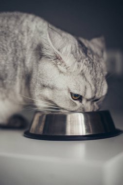 Güzel gri İngiliz kedisi metal bir kâsede yemek yiyor. Sevimli evcil hayvan.