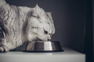 Güzel, gri, şişman, İngiliz kedi metal bir kâsede yemek yiyor. Sevimli evcil hayvan. Kedi et yiyor, mea