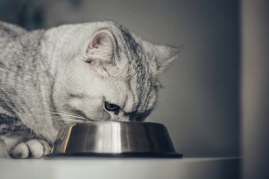 Aç gri İngiliz kedisi evde bir kase yemeğin yanında oturuyor.