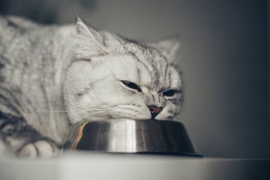 Aç gri İngiliz kedisi evde yemek kasesinin yanında oturup kameraya bakıyor.