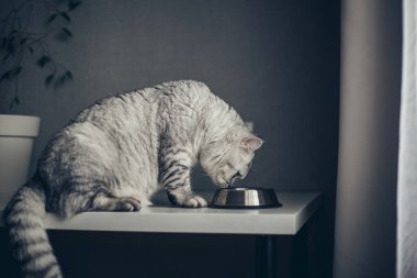 Güzel gri tekir İngiliz kedisi veteriner kliniğinde metal kaseden ıslak yemek yiyor. Aşı ve sağlık kontrolü
