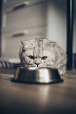 Sevimli gri tekir İngiliz kedisi ıslak yemek, et, veteriner kliniğindeki metal kaseden yemek yiyor. Aşı ve sağlık kontrolü