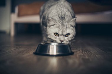 Ahşap zeminde kaseden yiyen gri İngiliz çizgili şişman kedi. Mutfakta metall kaseli şirin safkan kedi yavrusu. Tatlı safkan gri kedi iyi beslenmiş yatıyor ve savaşa bakıyor.