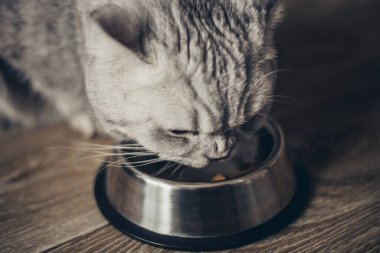 Güzel gri İngiliz kedisi ahşap zeminde metal bir kaseden et yiyor. Sevimli evcil hayvan.