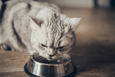 Sevimli gri tekir İngiliz kedisi ıslak yemek, et, veteriner kliniğindeki metal kaseden yemek yiyor. Aşı ve sağlık kontrolü
