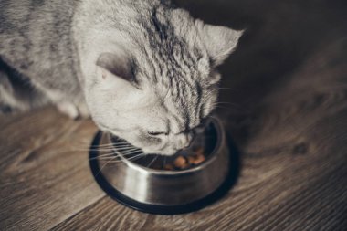 Güzel gri İngiliz kedisi ahşap zeminde metal bir kaseden et yiyor. Sevimli evcil hayvan.