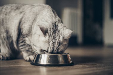 Güzel gri İngiliz kedisi ahşap zeminde metal bir kaseden et yiyor. Sevimli evcil hayvan.