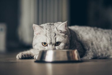 Sevimli gri tekir kedicik kuyruğu metal kaseye yakın duruyor ve karanlık arka planda kameraya bakıyor. Tatlı safkan kedi yavrusu ölüyor.