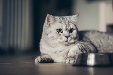 Gri tekir kedi yavrusu bir kase süt, yemek ve etin yanında oturma odasına yerleştirilmiş. reklam kavramları