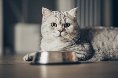 Sevimli gri tekir kedicik kuyruğu metal kaseye yakın duruyor ve karanlık arka planda kameraya bakıyor. Tatlı safkan kedi yavrusu ölüyor.