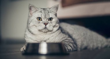 Ahşap zeminde kaseden yiyen gri İngiliz çizgili şişman kedi. Mutfakta metall kaseli şirin safkan kedi yavrusu. Tatlı safkan gri kedi iyi beslenmiş yatıyor ve savaşa bakıyor.