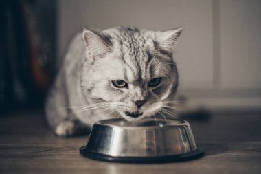 Şirin gri tekir İngiliz kedisi veteriner kliniğinde metal kaseden ıslak yemek yiyor. Aşı ve sağlık kontrolü